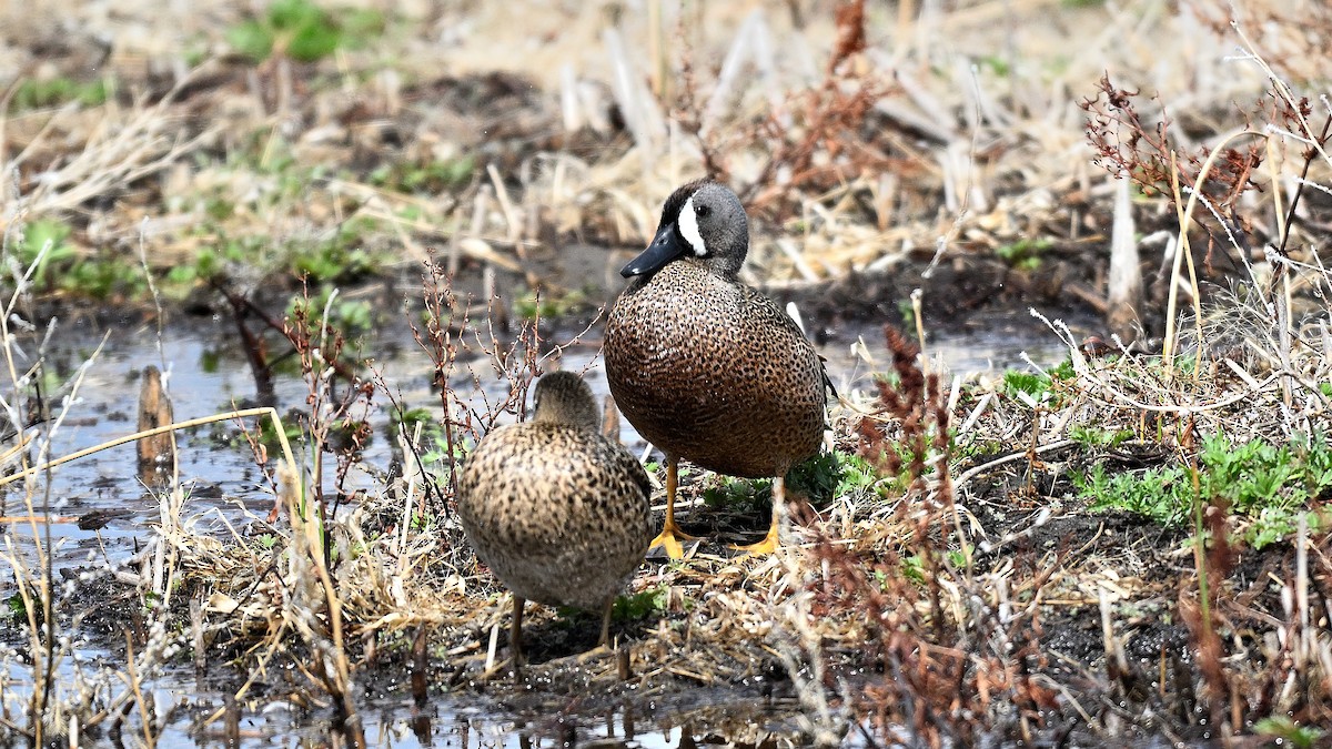 Blue-winged Teal - ML638317711
