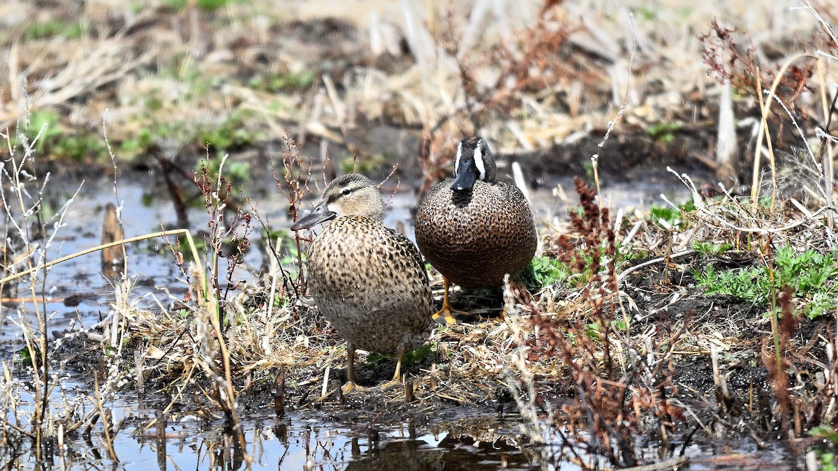Blue-winged Teal - ML638317713