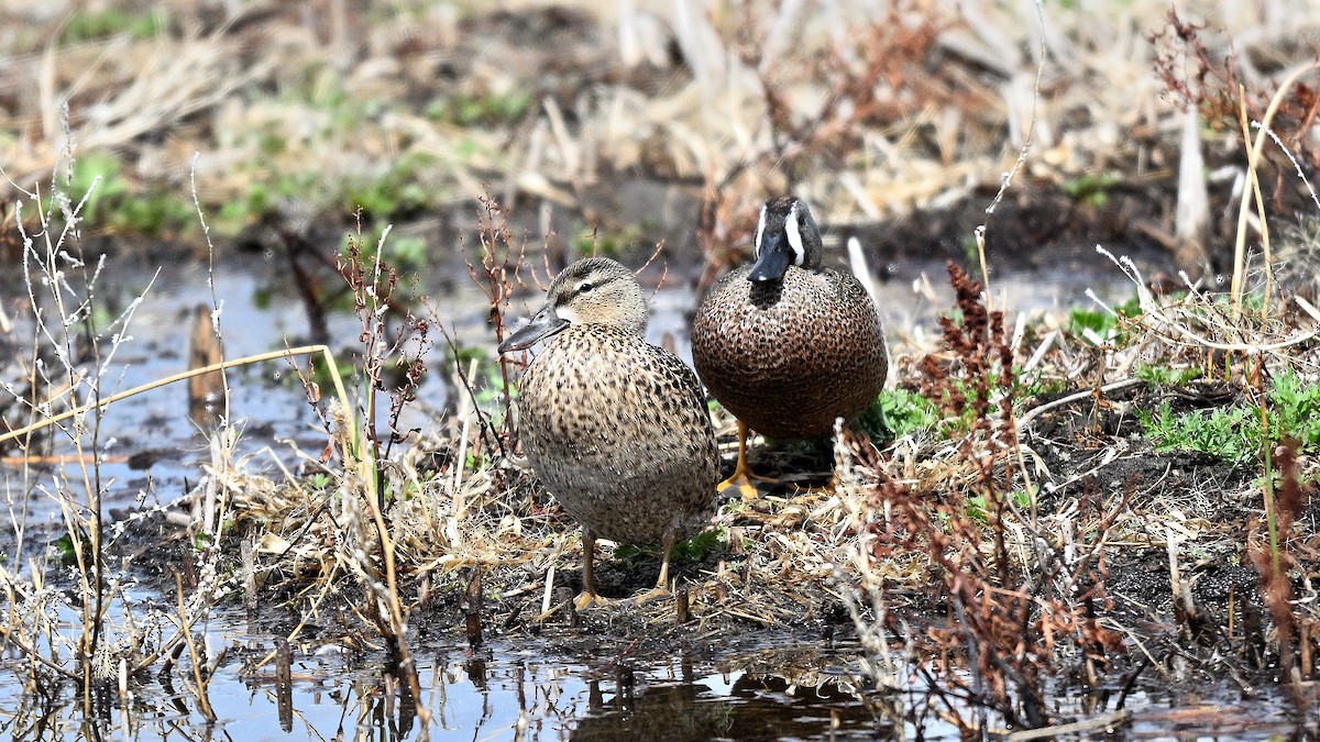 Blue-winged Teal - ML638317723