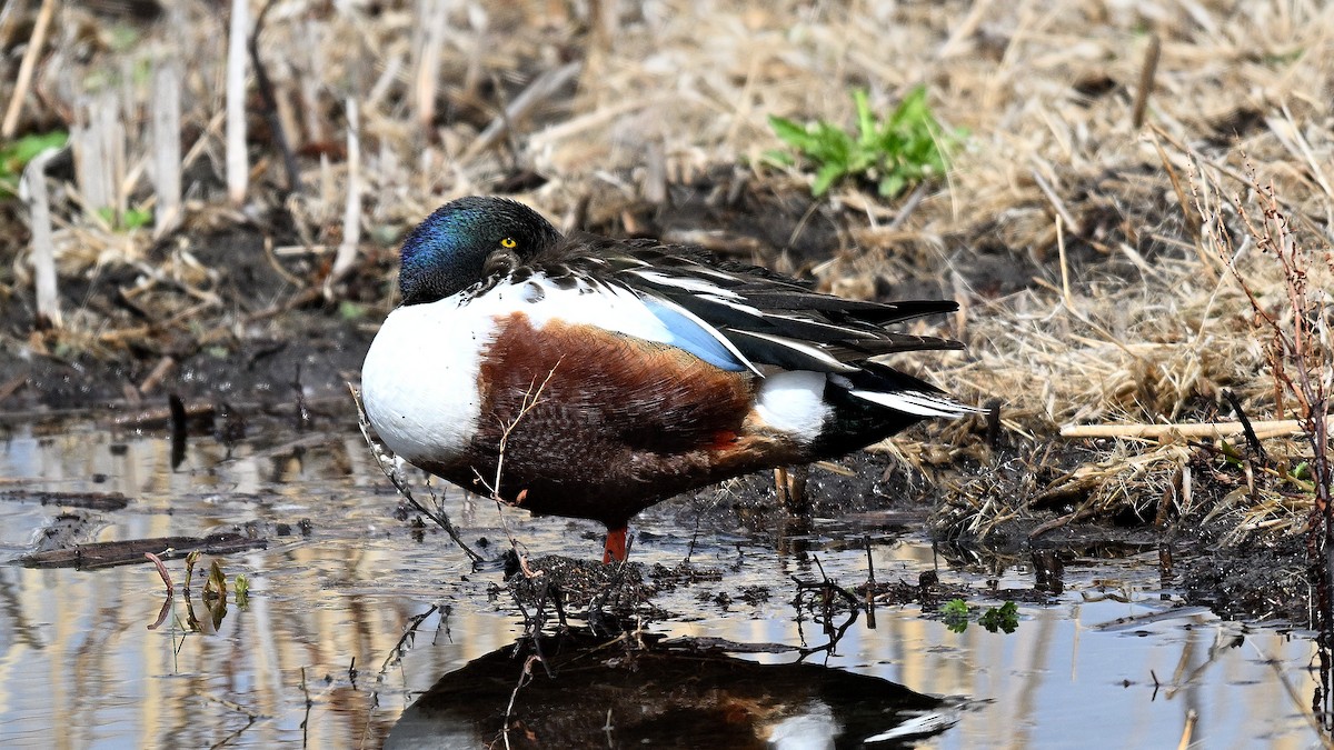 Northern Shoveler - ML638317730