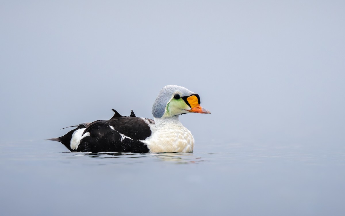 Eider erregea - ML638317733