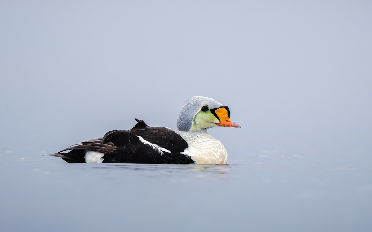 Eider erregea - ML638317734