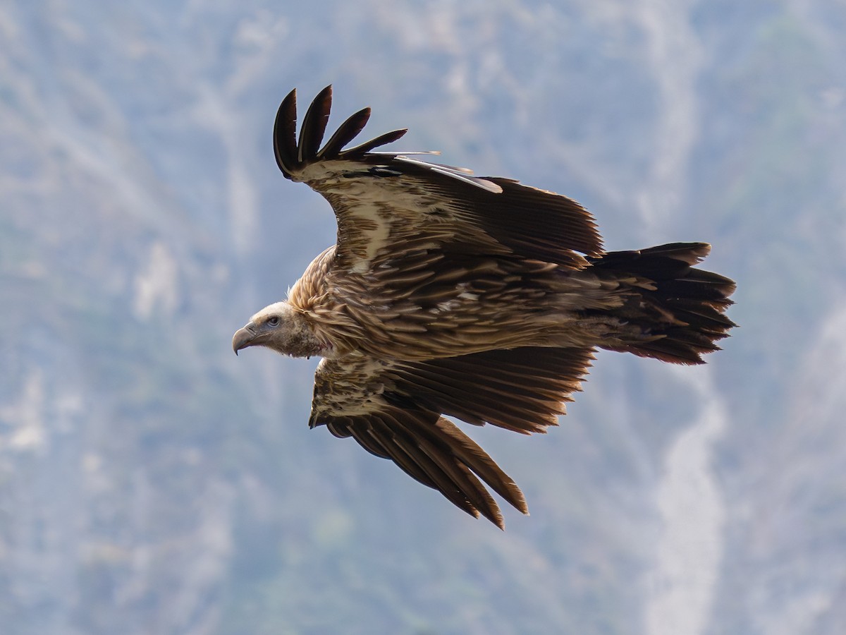 Himalayan Griffon - ML638317748