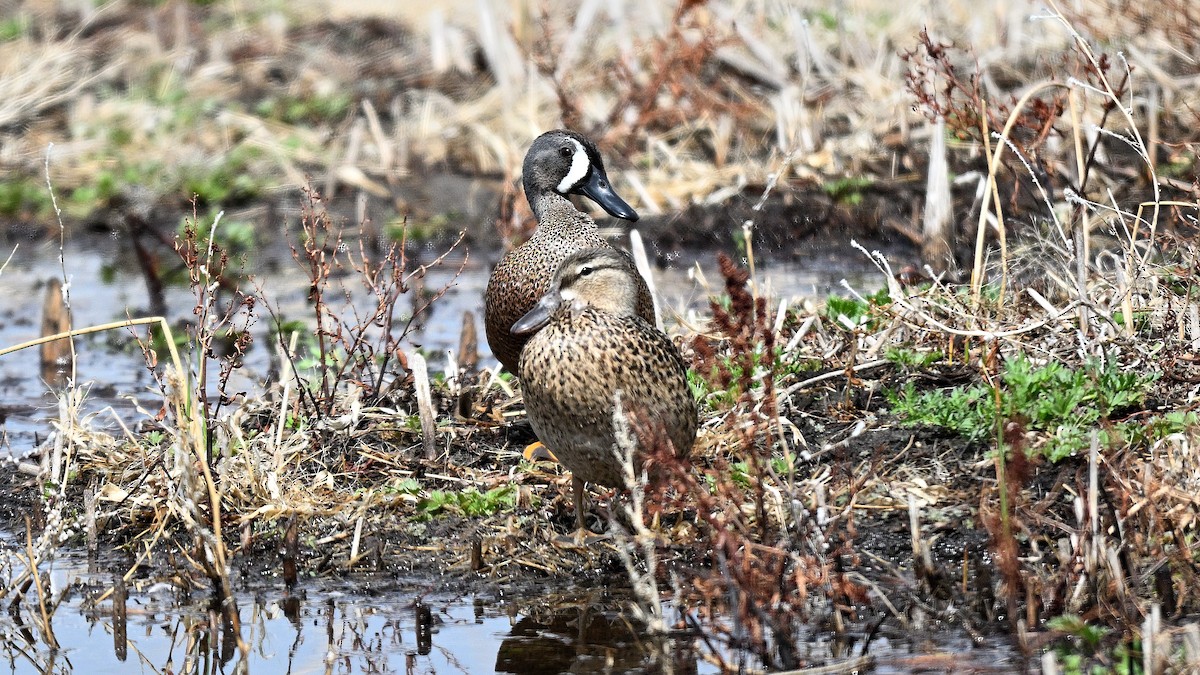Blue-winged Teal - ML638317757