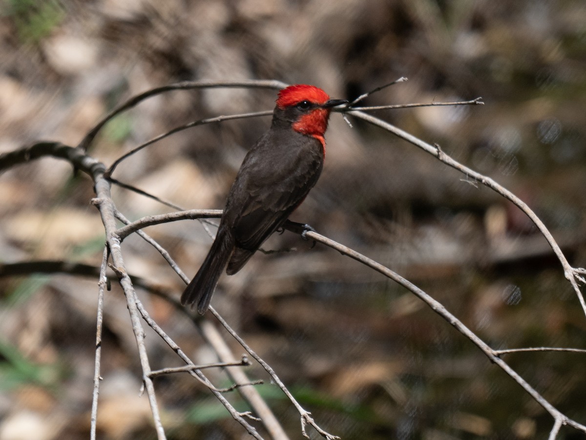 Mosquero Cardenal - ML638317759
