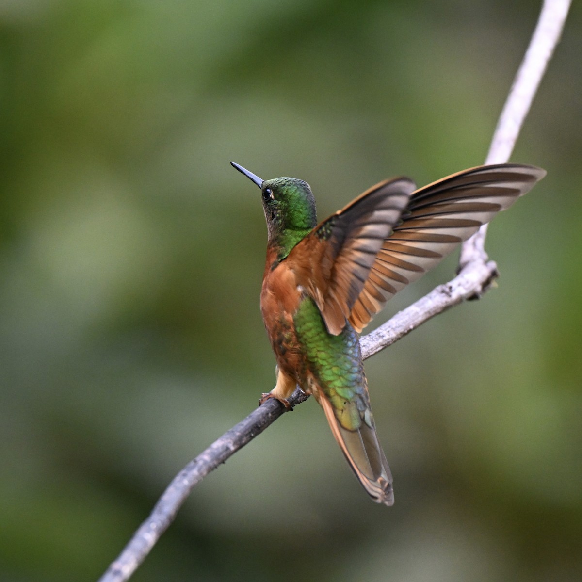 Rotbauchkolibri - ML638317760