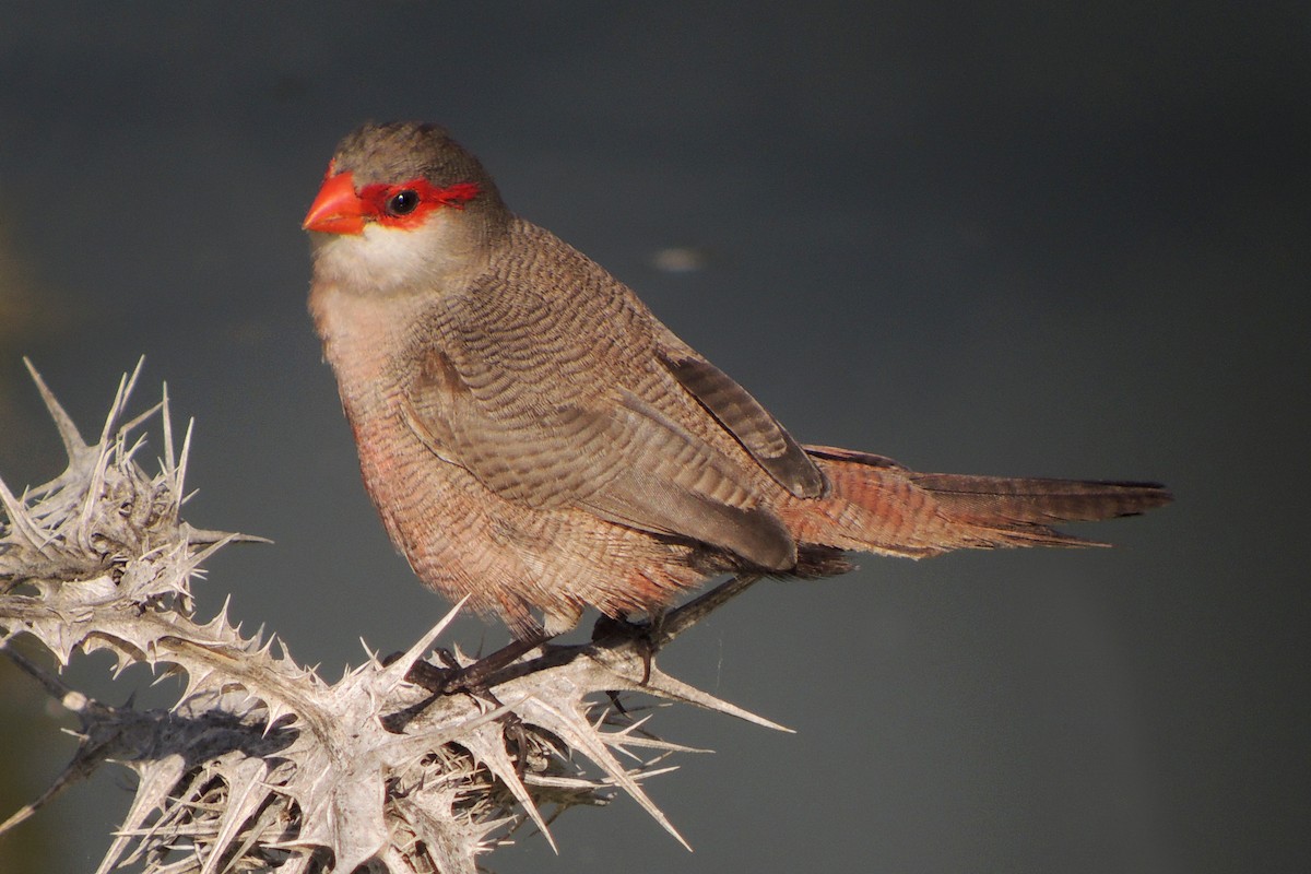 Common Waxbill - ML638317761