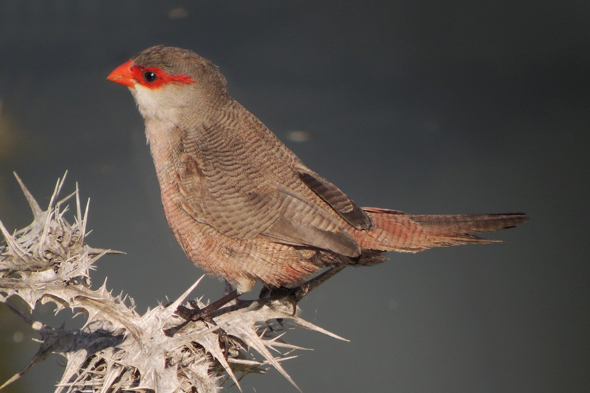 Common Waxbill - ML638317762