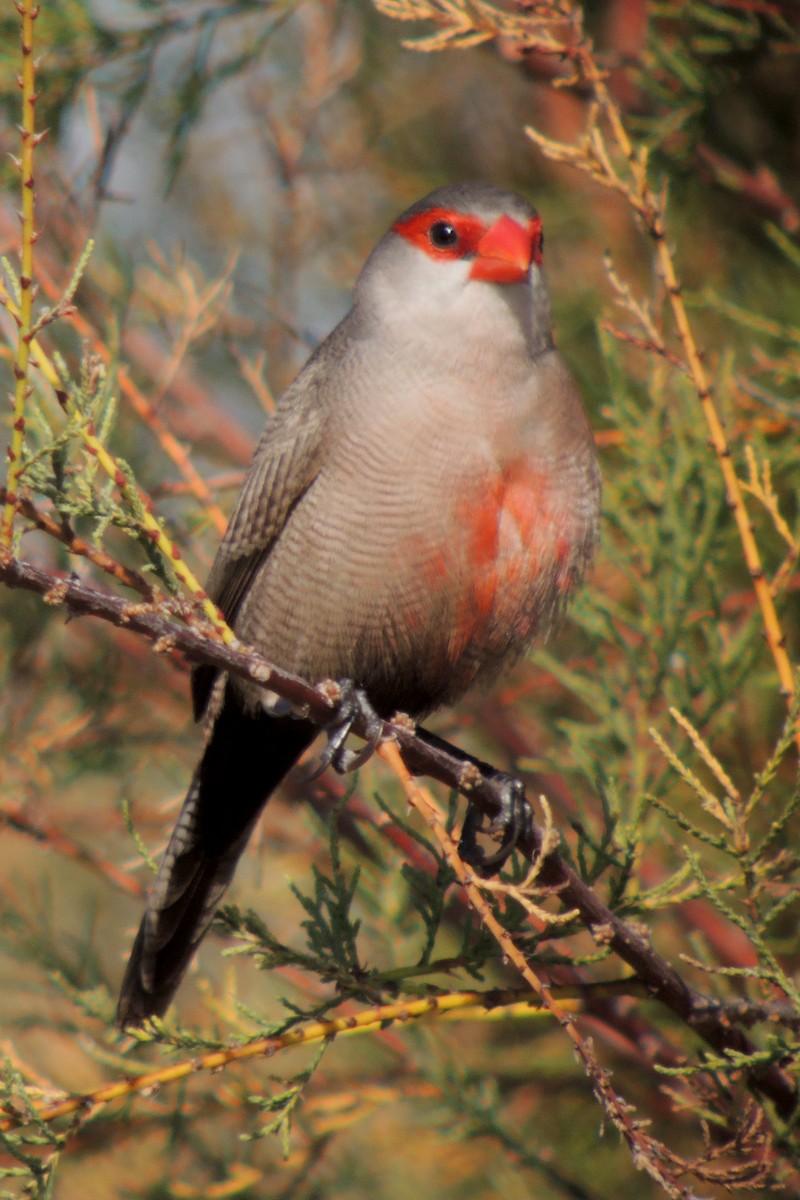 Common Waxbill - ML638317763
