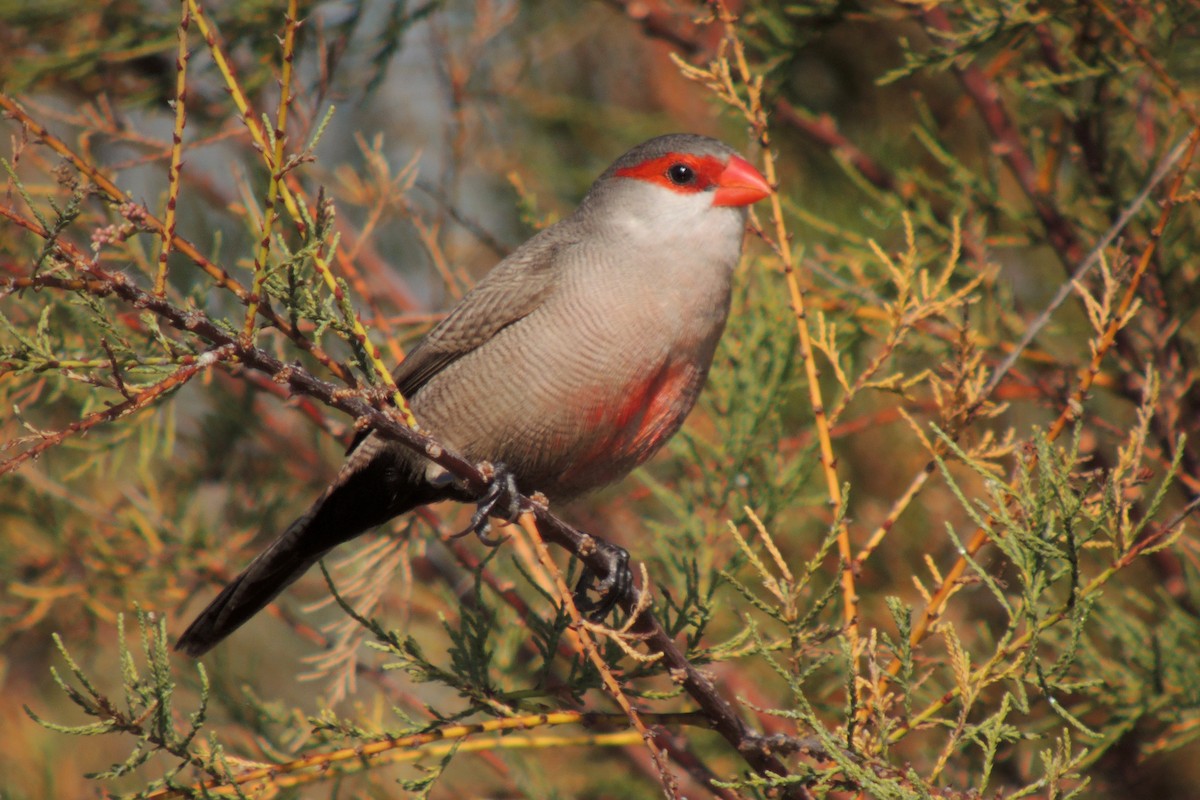 Common Waxbill - ML638317764