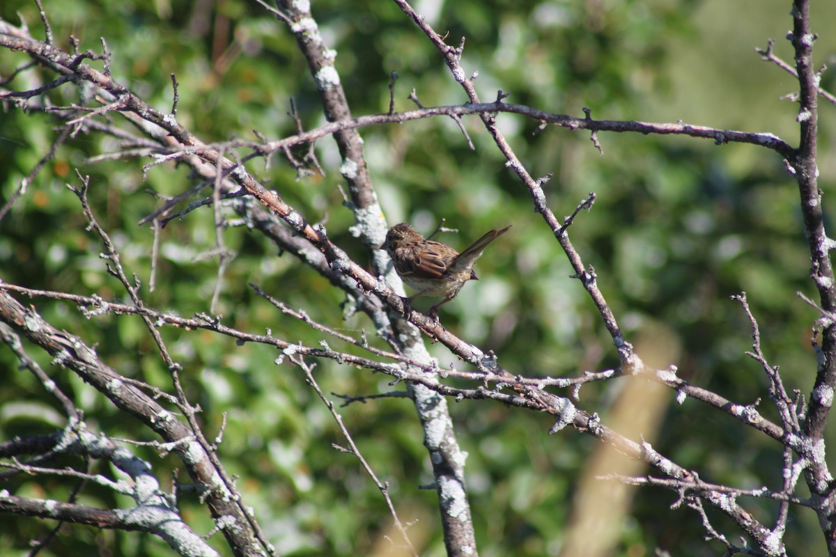 Song Sparrow - ML638317765