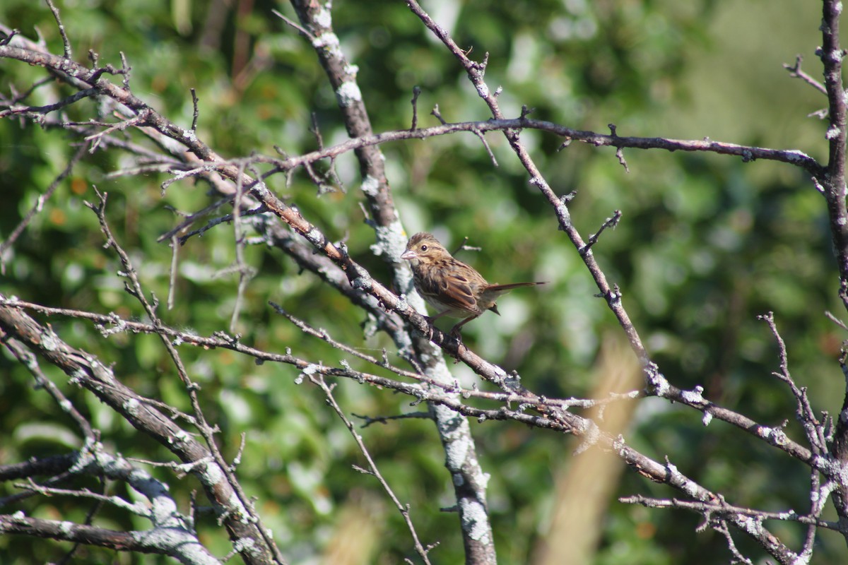 Song Sparrow - ML638317766