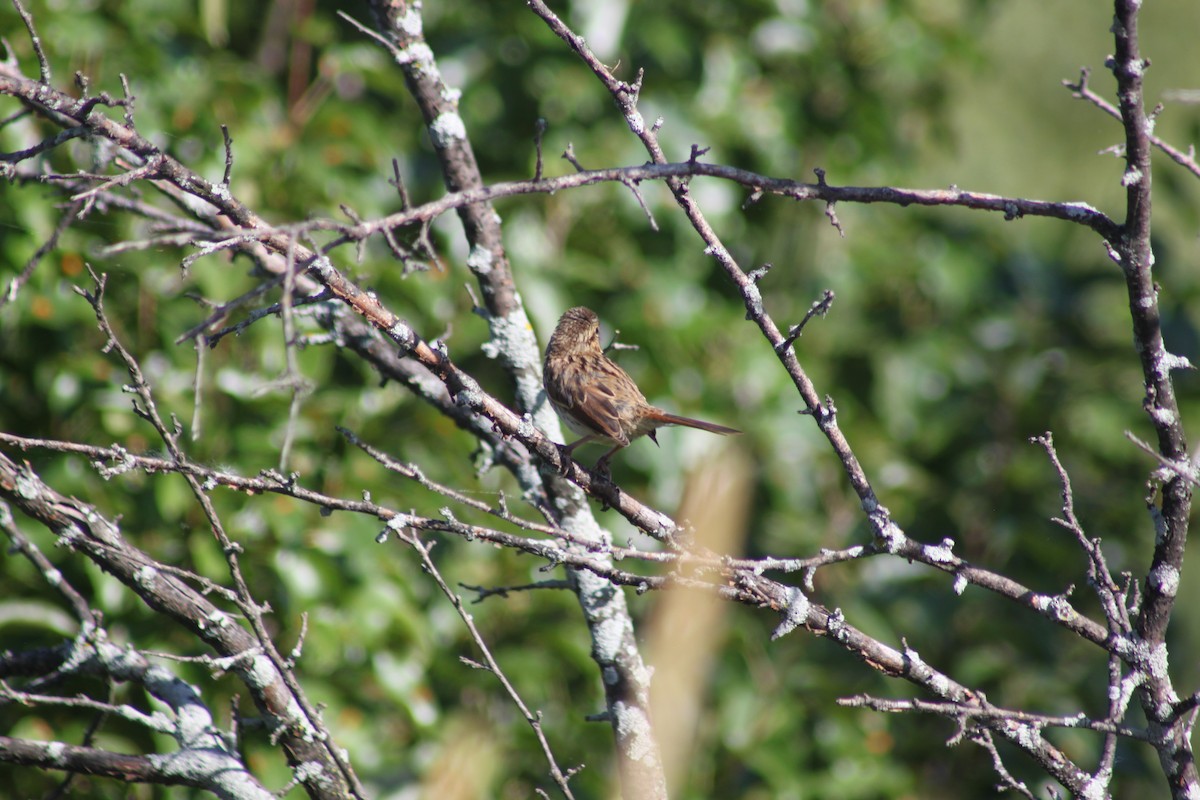 Song Sparrow - ML638317769