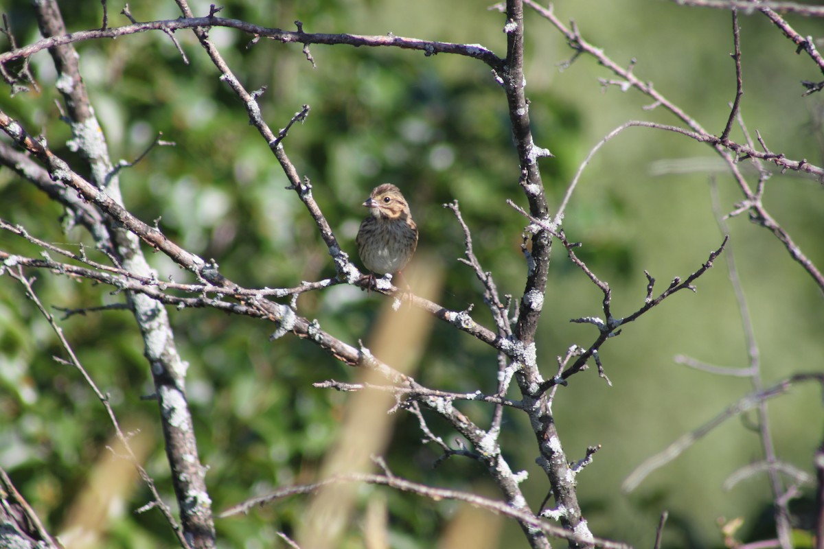 Song Sparrow - ML638317770