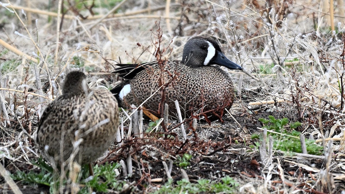 Blue-winged Teal - ML638317771