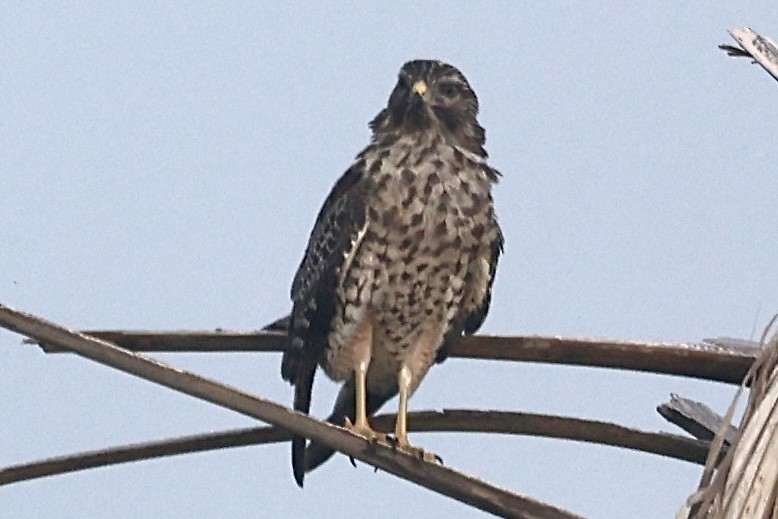カタアカノスリ - ML638317775