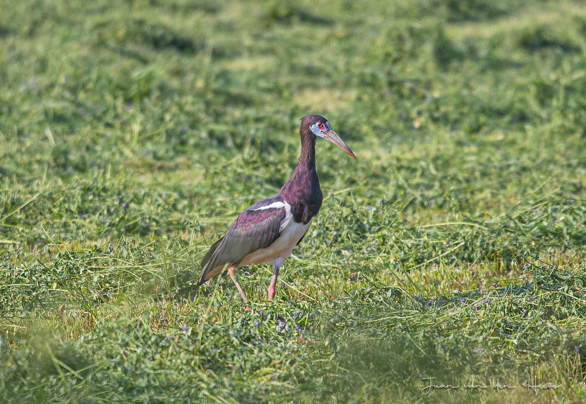 blåmaskestork - ML638317783