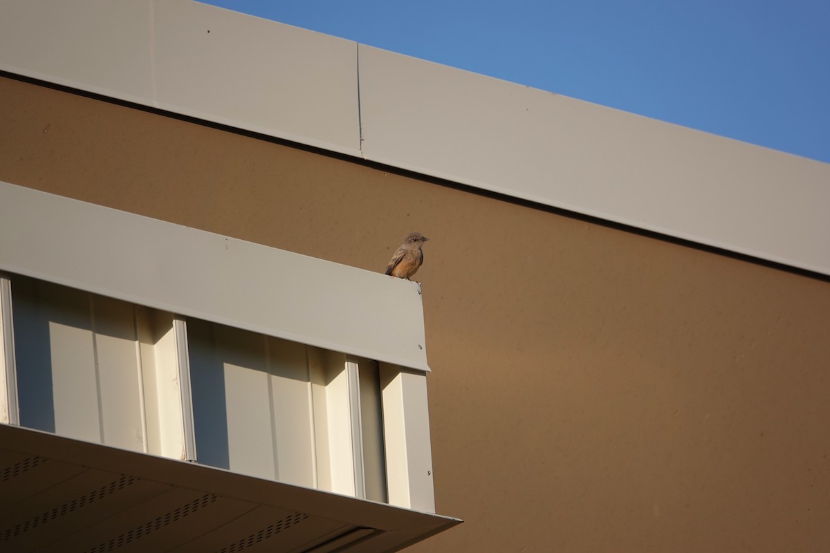 Say's Phoebe - ML638317787