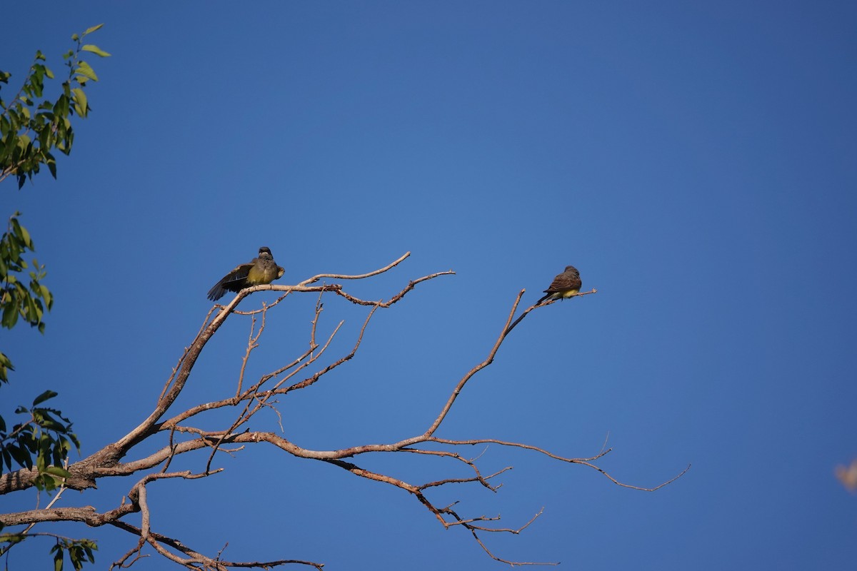 Western Kingbird - ML638317791