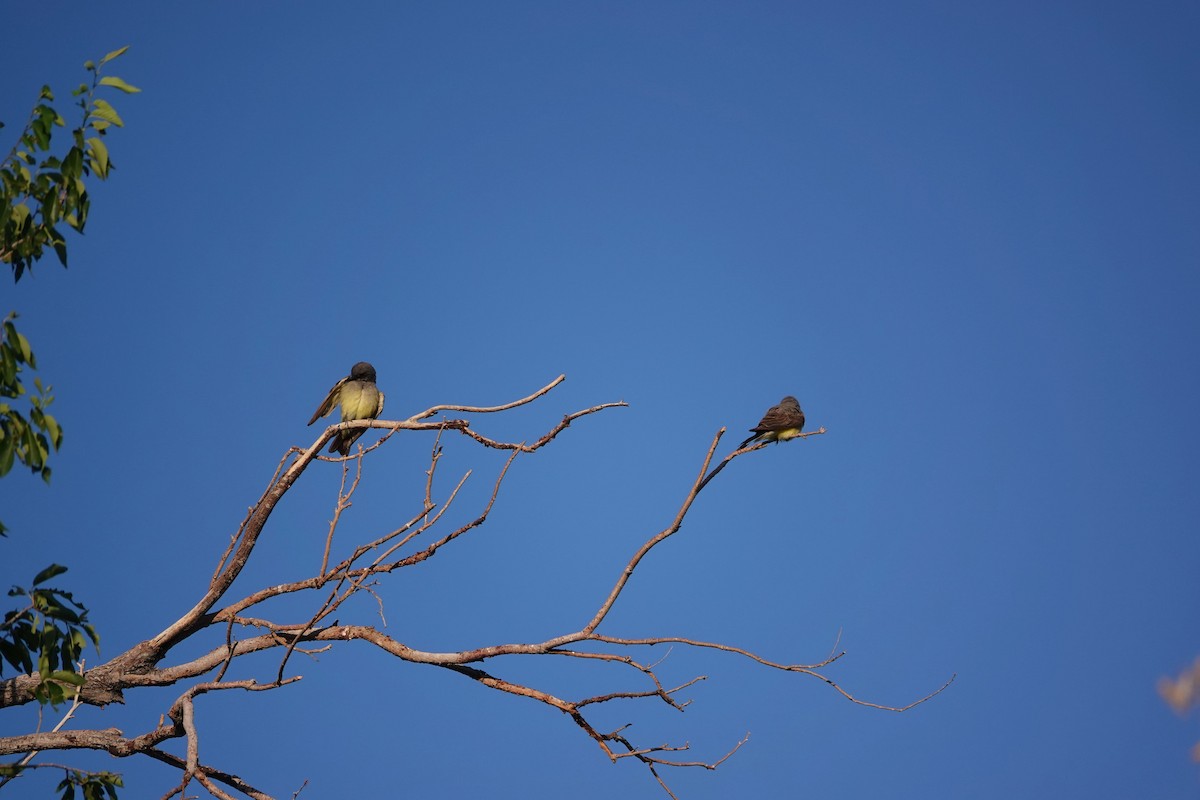 Western Kingbird - ML638317792