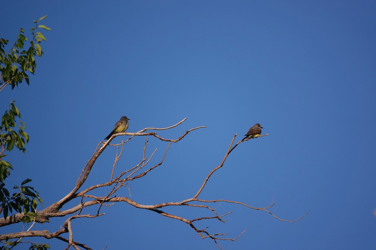 Western Kingbird - ML638317793