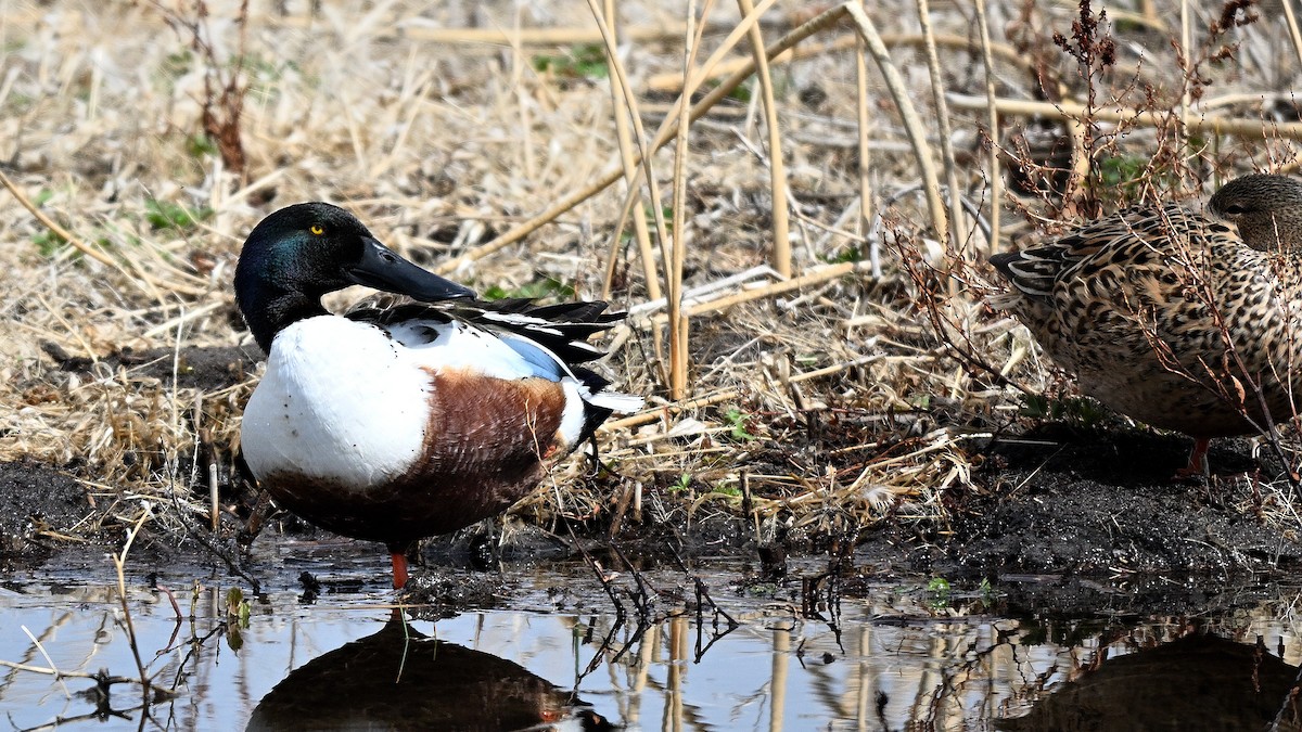 Northern Shoveler - ML638317799