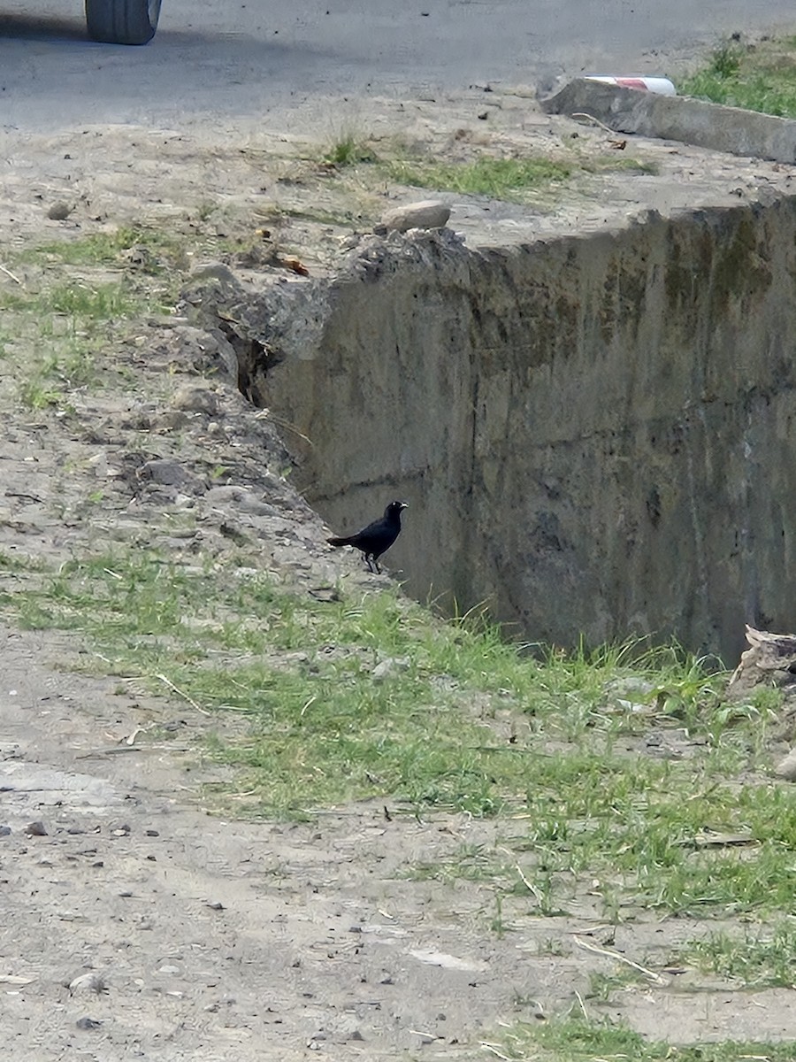 Carib Grackle - ML638317804