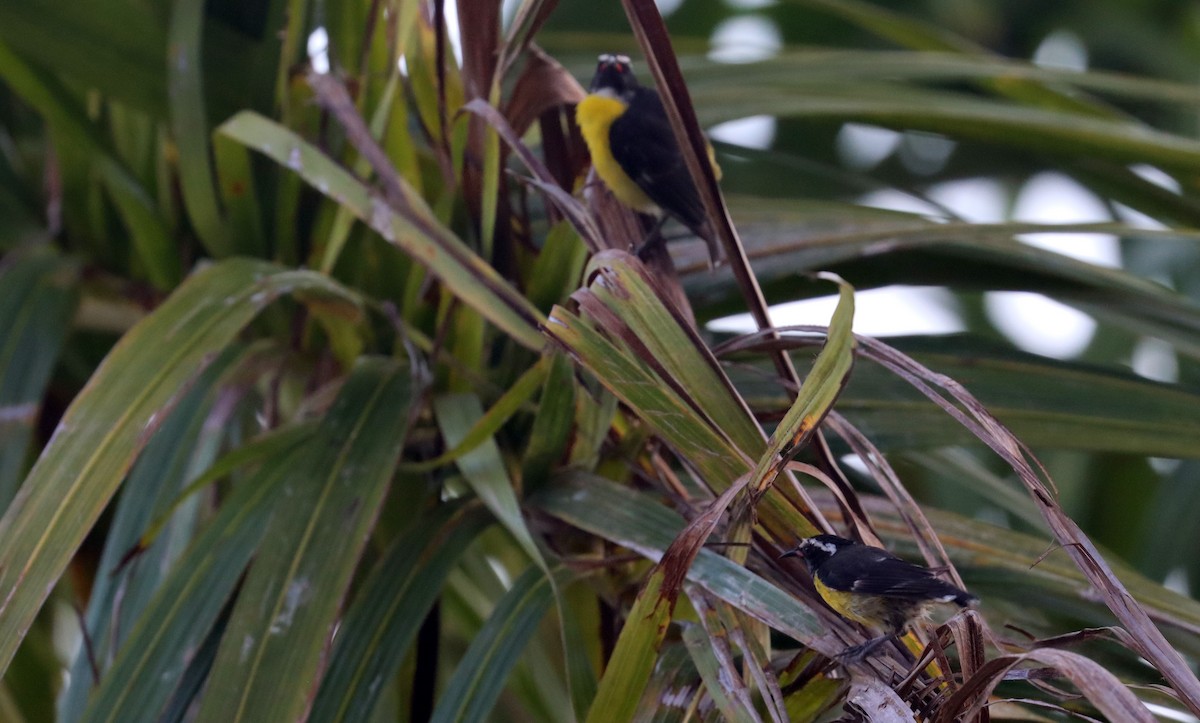 Bananaquit - ML638317807