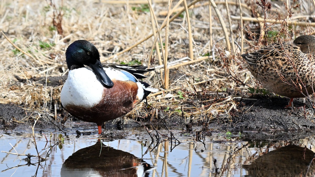 Northern Shoveler - ML638317809