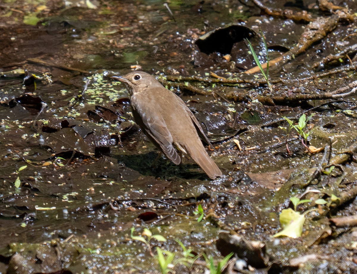 Swainson's Thrush - ML638317810