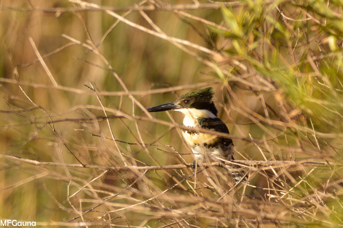 Green Kingfisher - ML638317814