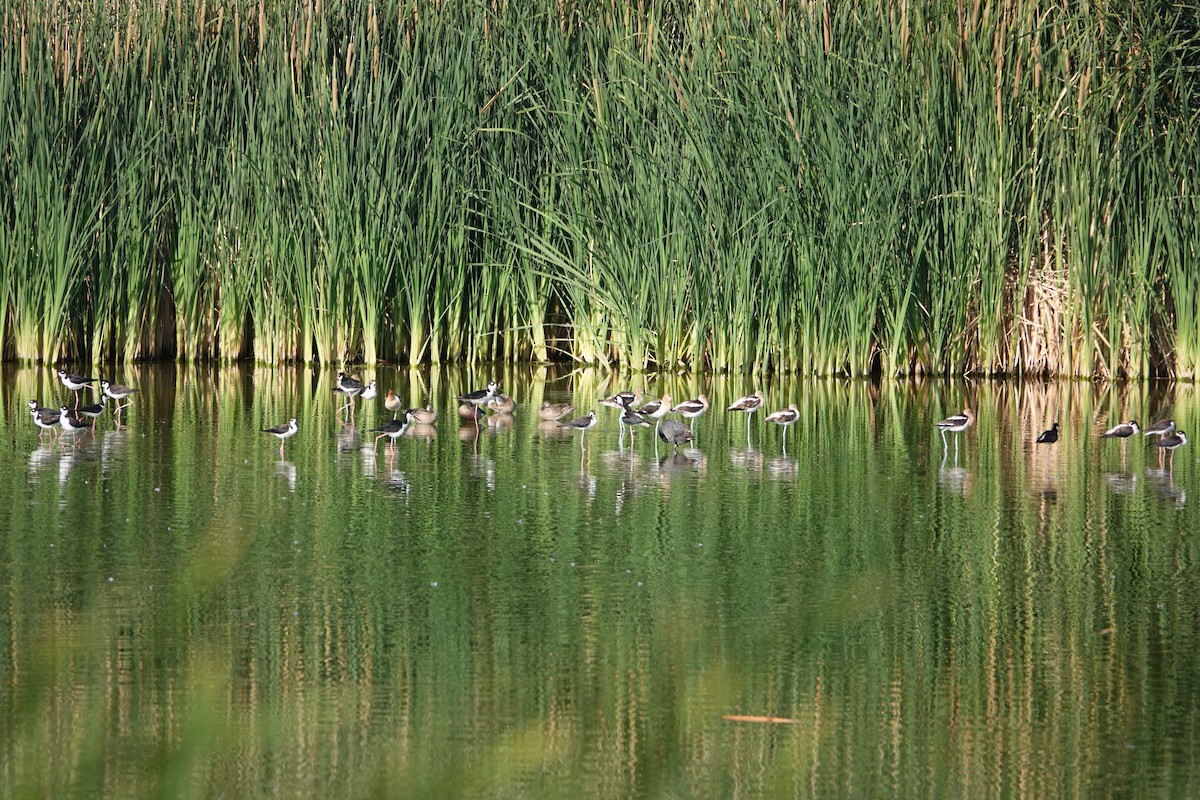 Blue-winged Teal - ML638317820