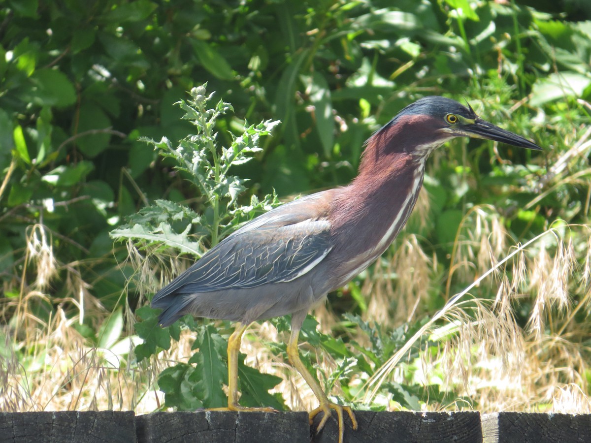 Green Heron - ML638317821