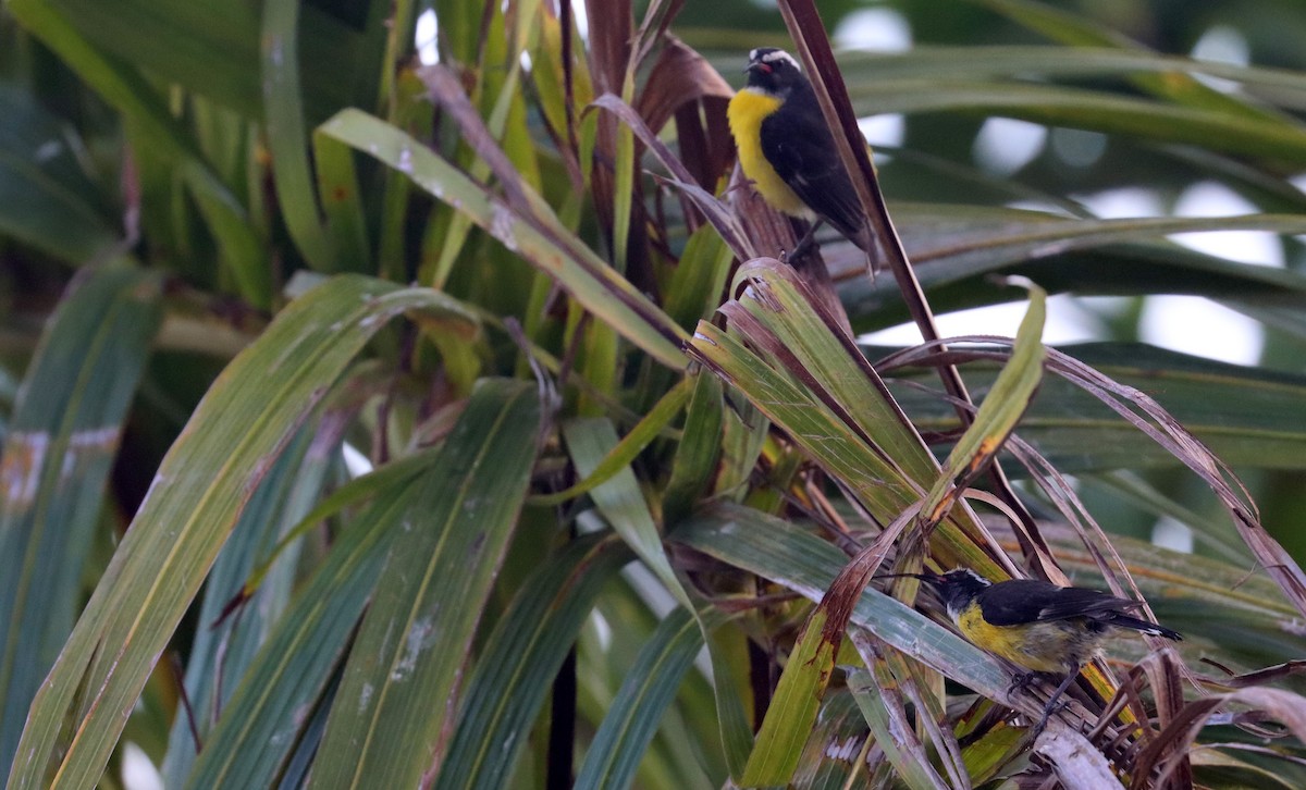 Bananaquit - ML638317822