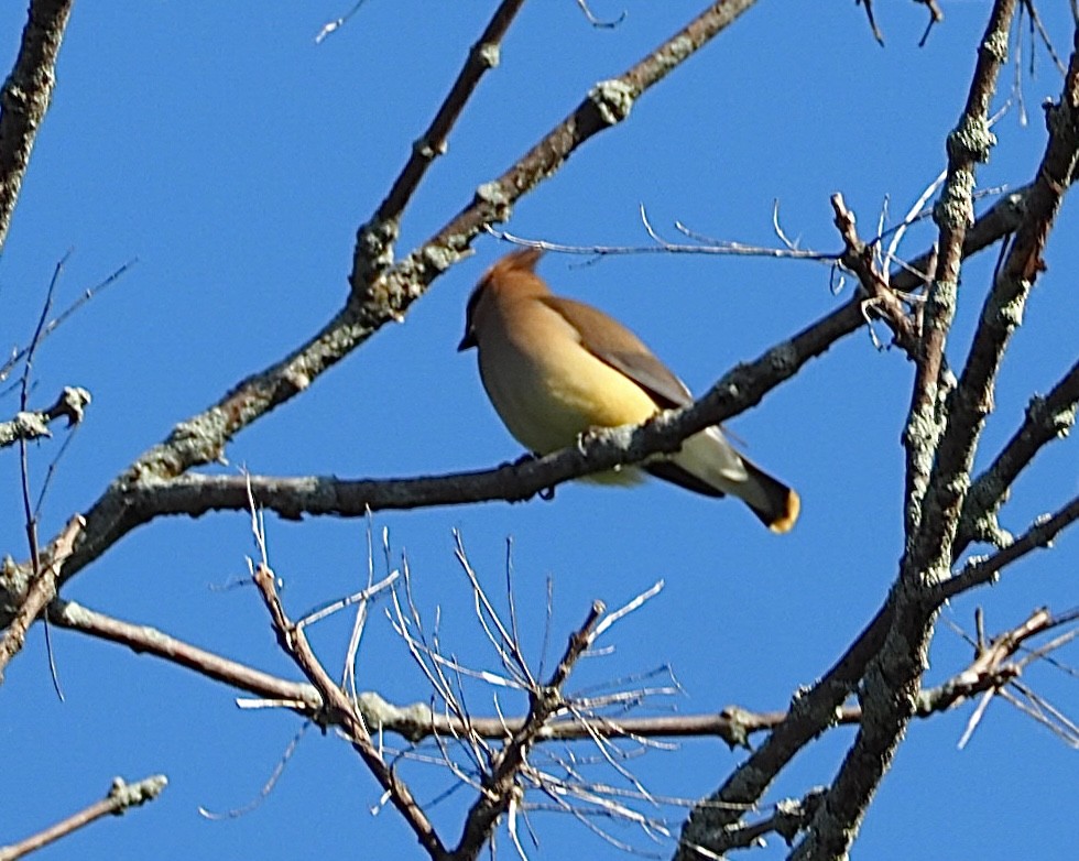 Cedar Waxwing - ML638317839