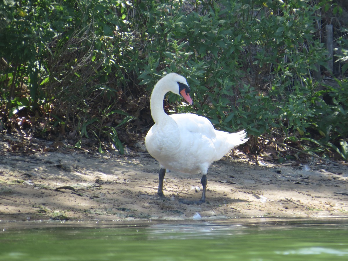 Mute Swan - ML638317843