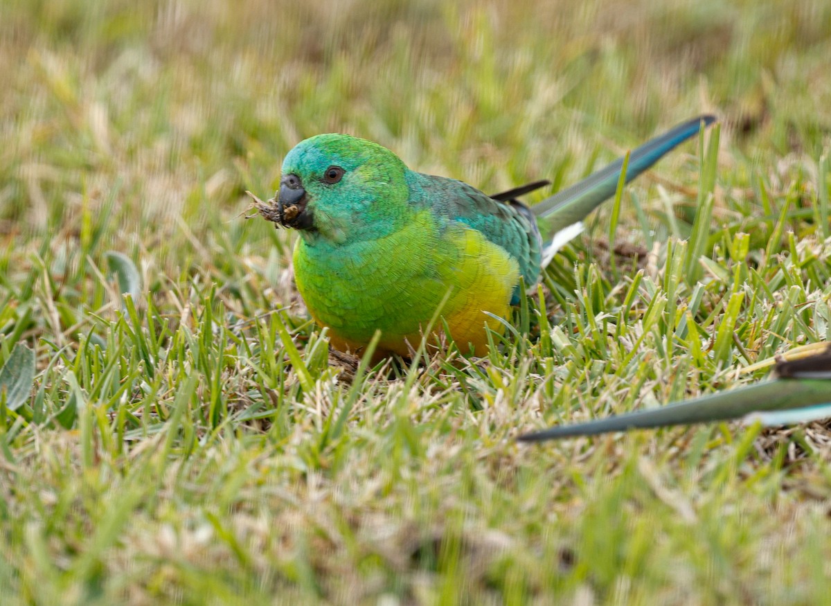 ビセイインコ - ML638317855