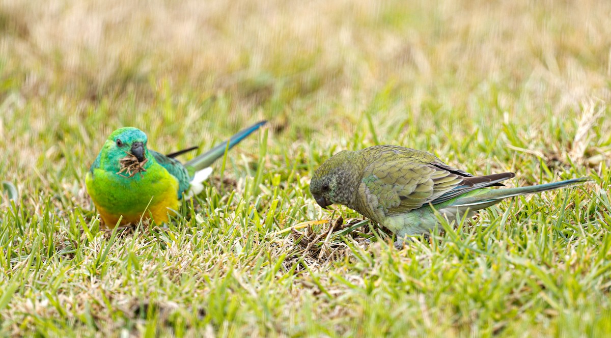 ビセイインコ - ML638317856