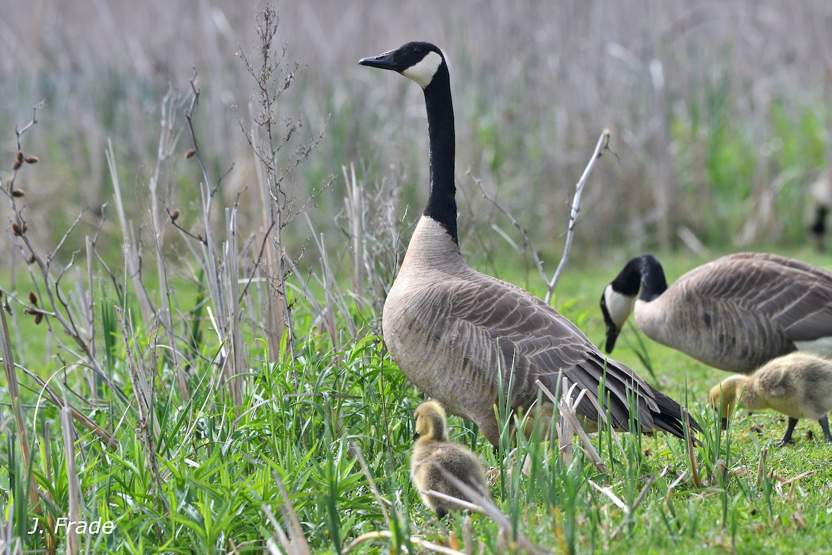 Canada Goose - ML638317868