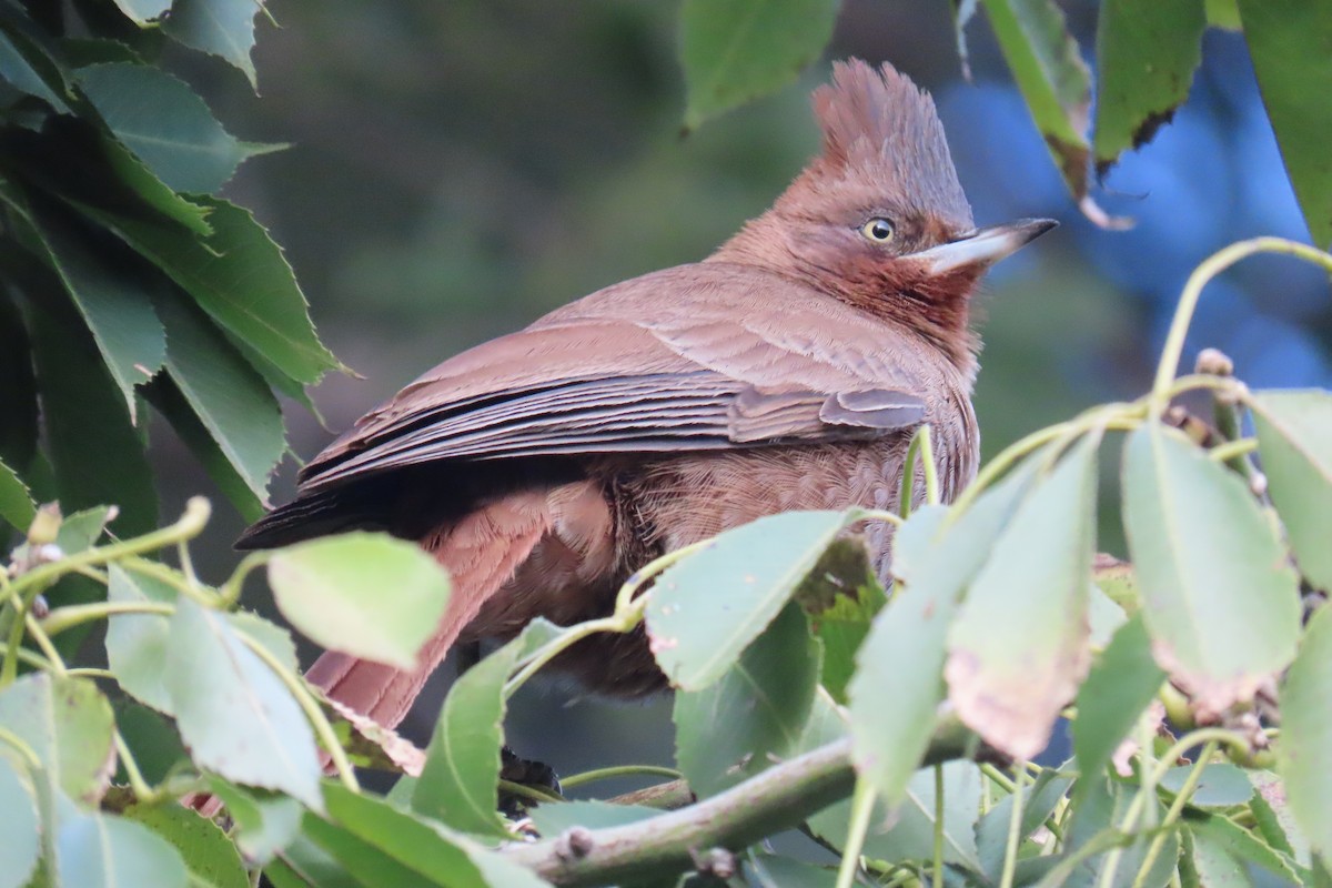 Brown Cacholote - ML638317869