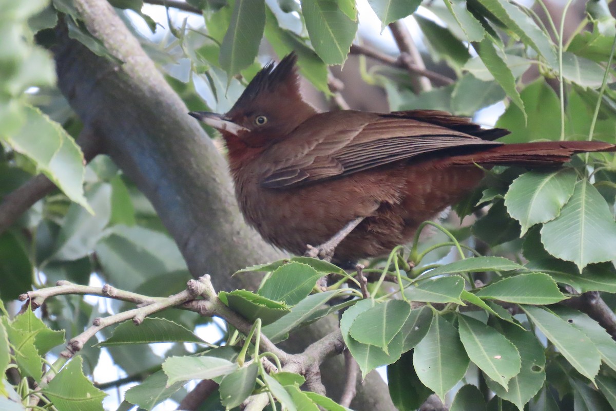 Brown Cacholote - ML638317870