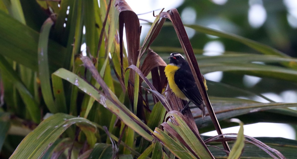 Bananaquit - ML638317871