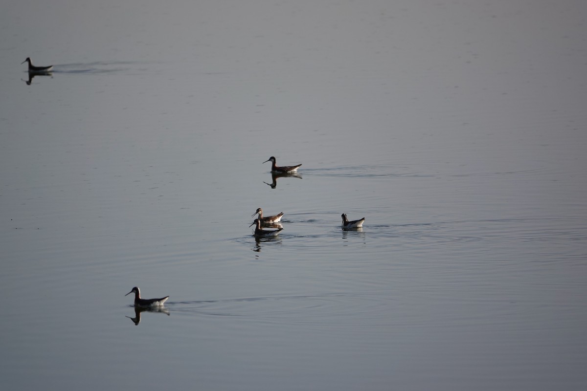 Phalarope de Wilson - ML638317874