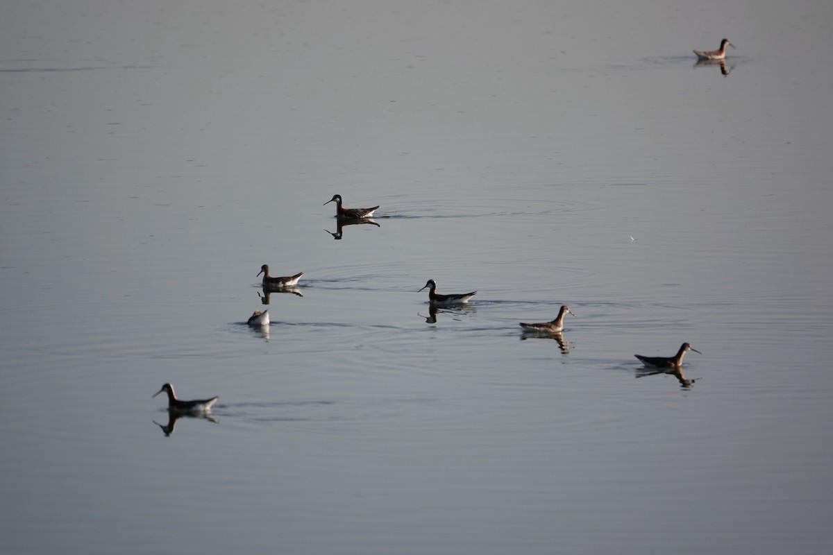 Phalarope de Wilson - ML638317875