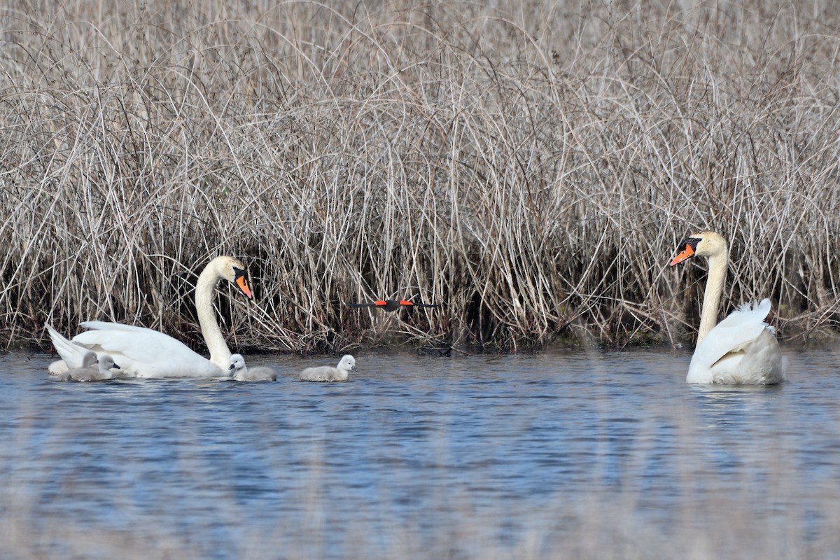 Mute Swan - ML638317884