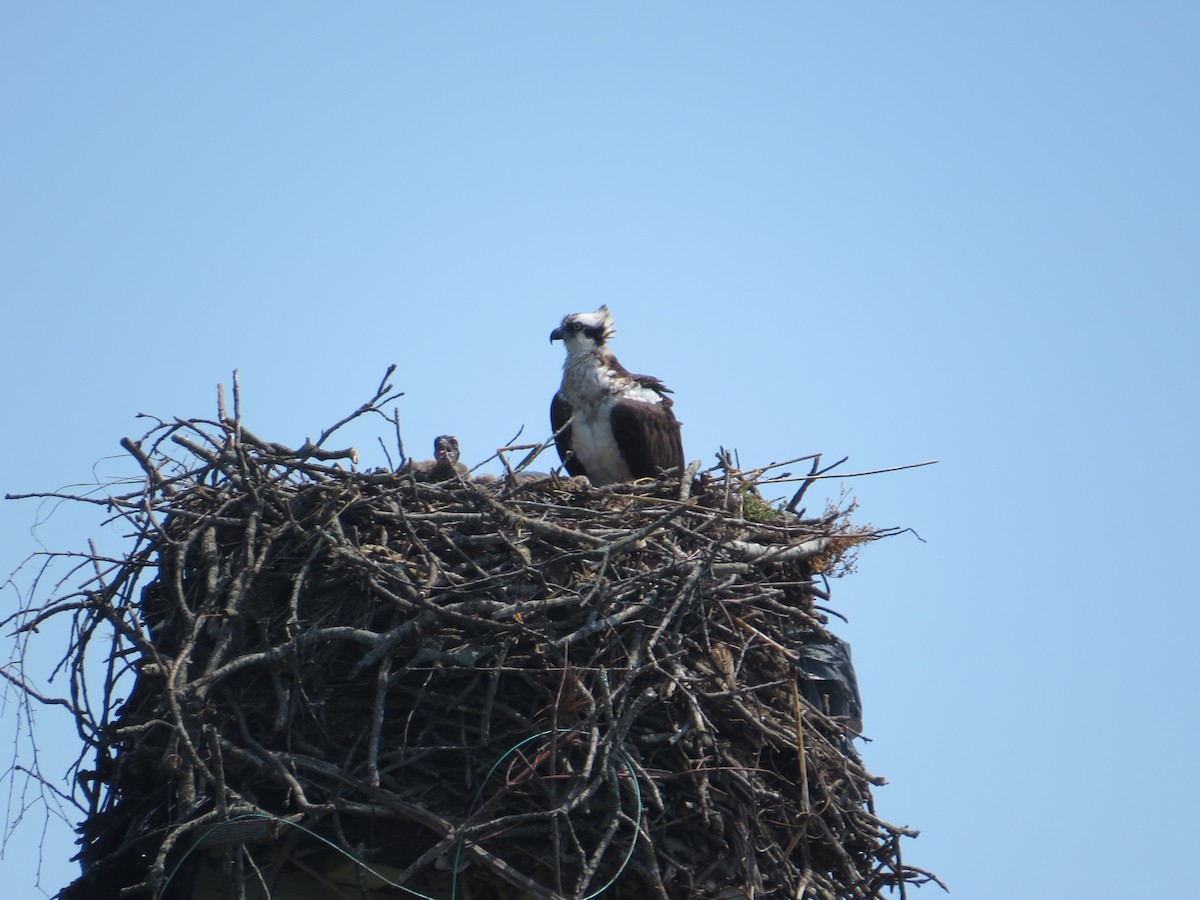 Osprey - ML638317885