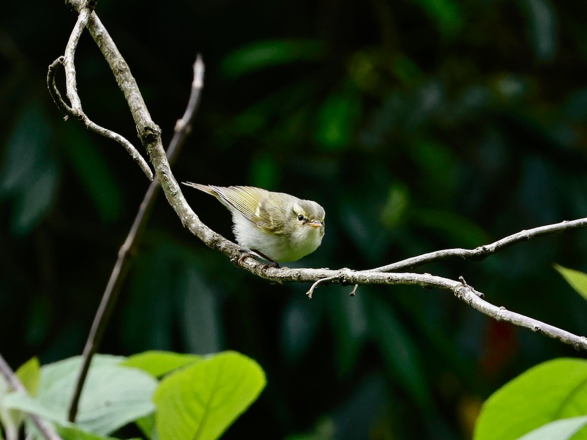 Blyth's Leaf Warbler - ML638317886