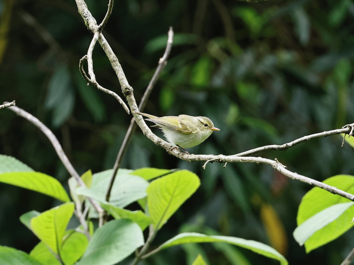 Blyth's Leaf Warbler - ML638317887