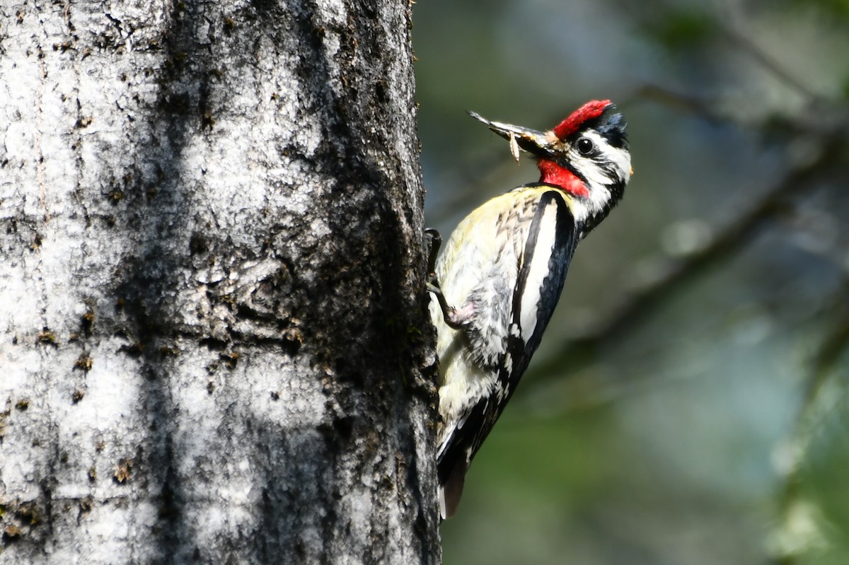 Yellow-bellied Sapsucker - ML638317889