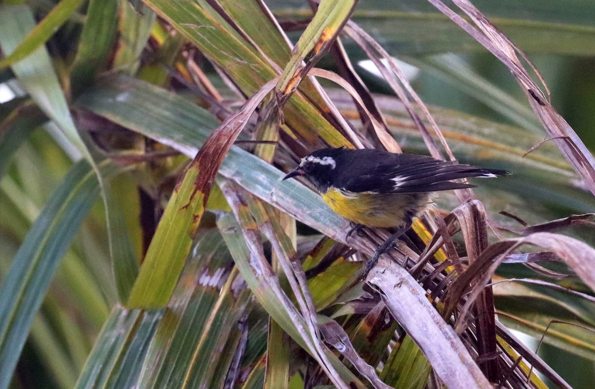 Bananaquit - ML638317895